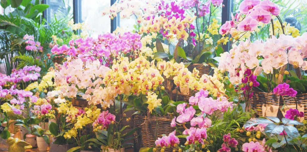 What Is CRO? (Hint: The Most Crucial Ecom Sales Driver)